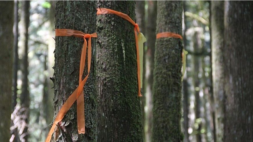 Appalachian Hardwood