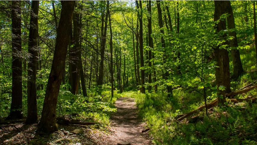 Forest Stewards: Gat Creek Is Certified Sustainable & Legal by AHMI