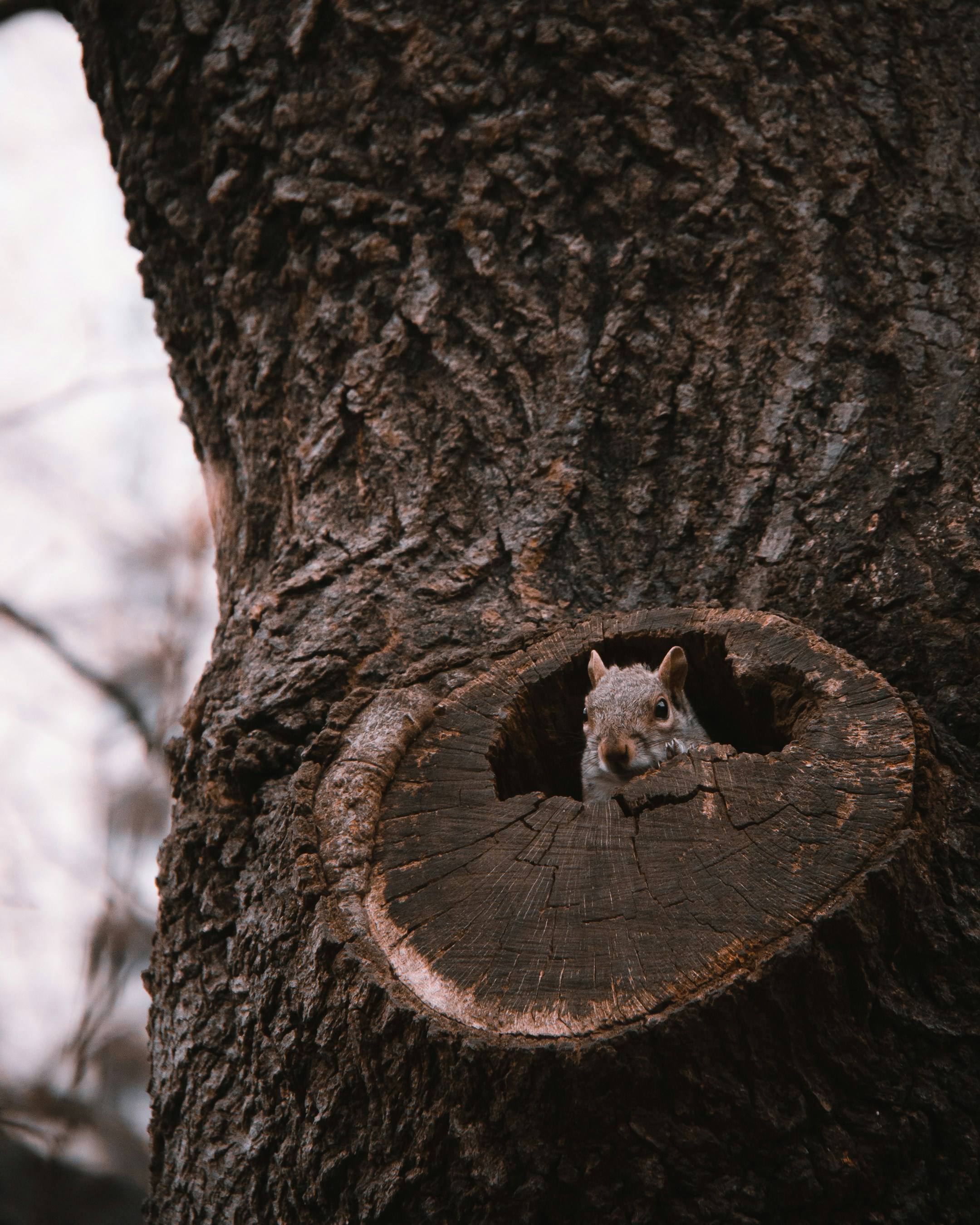 Close view of a forest snag with round woodpecker holes in the trunk